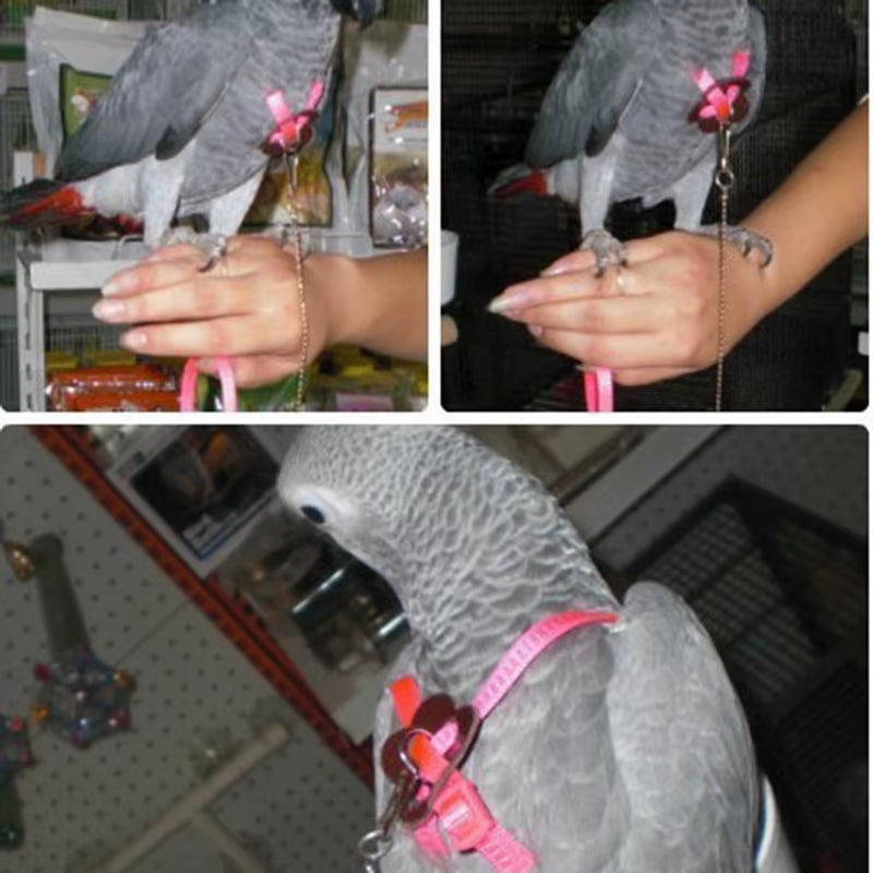 Colorful Parrot Bird Collar Harness Adjustable Hamster Turtle Lizard Traction Rope Reins 8-Shaped Collar Pet Strap Leash